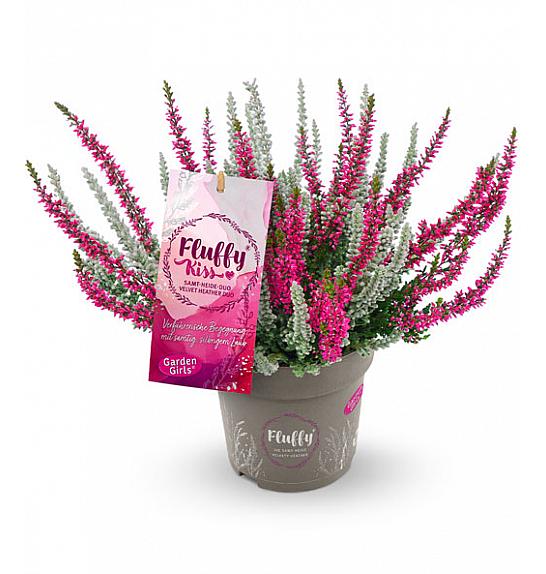 Calluna Garden Girls Fluffy Kiss Ø 11