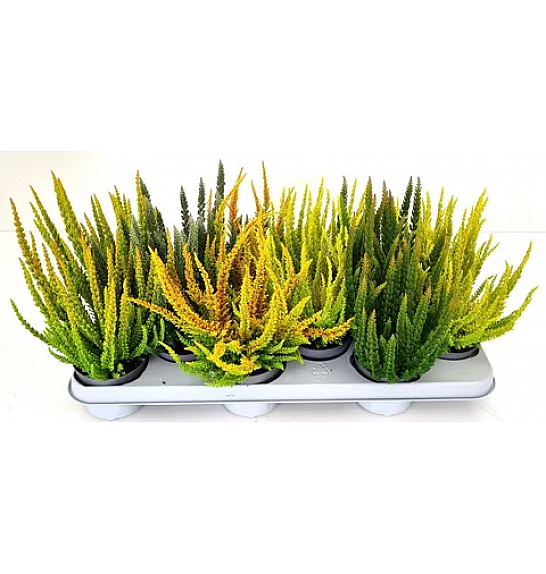 Calluna Beauty Ladies Skyline Ø 12 mix