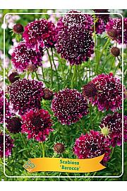 Scabiosa Barocca Ø11