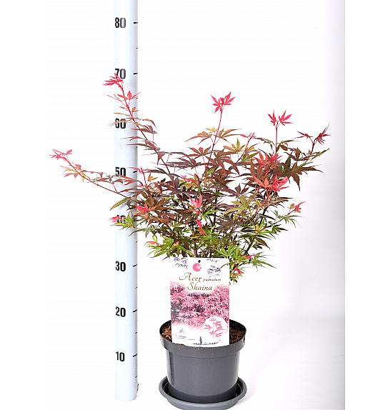 Acer palmatum Shaina C3 Lit. 30-40 cm
