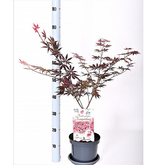 Acer palmatum Trompenburg C3 Lit. 30-40 cm