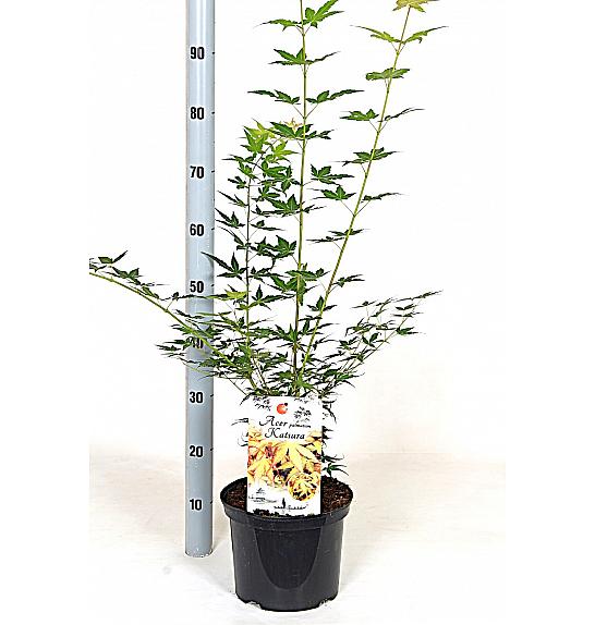 Acer palmatum Katsura C5 Lit. 40-50 cm