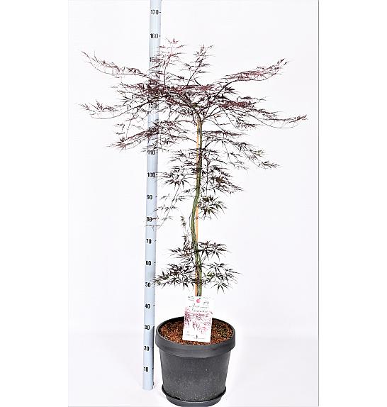 Acer palmatum Fire cracker C15 Lit. 60-80 cm