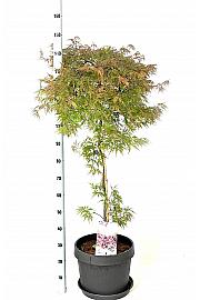 Acer palmatum Orangeola C15 Lit. 60-80 cm