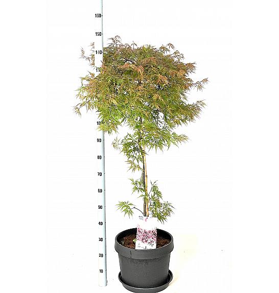 Acer palmatum Orangeola C15 Lit. 60-80 cm