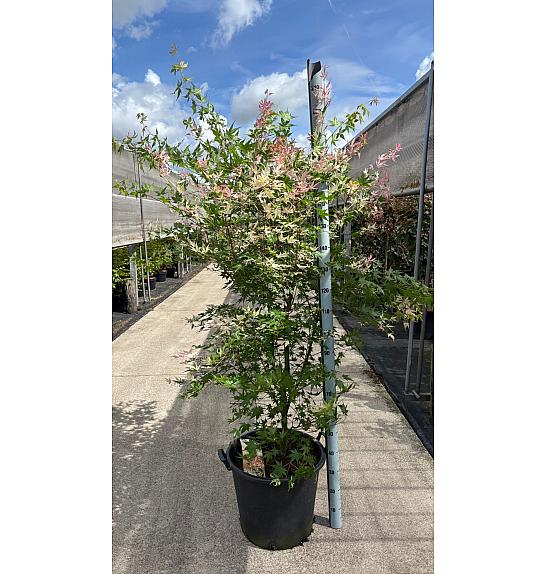 Acer palmatum Oridono Nishiki C50 Lit. 140-160 cm