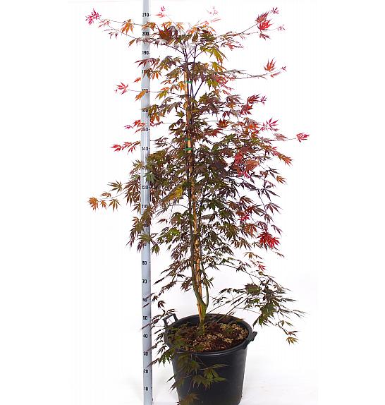 Acer palmatum Yasemine C50 Lit. 140-160 cm