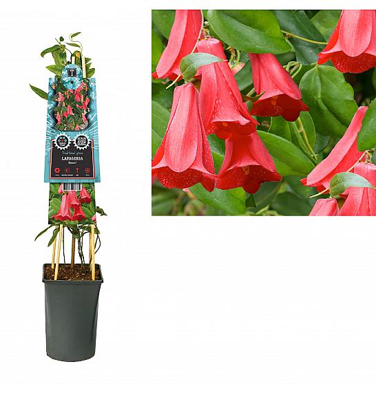 Lapageria Rosea C2,5 Lit. 40-60 cm
