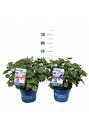Hydrangea E.S. Mix Collection® C5 Lit. 25-30 cm
