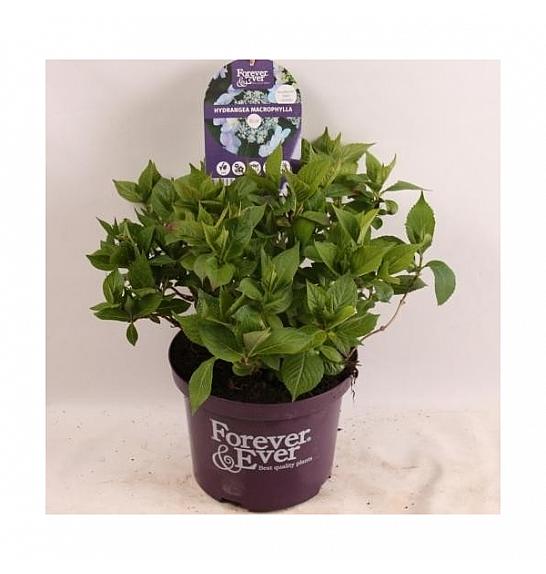 Hydrangea teller Forever&Ever® Mix C5 Lit. 30-40 cm