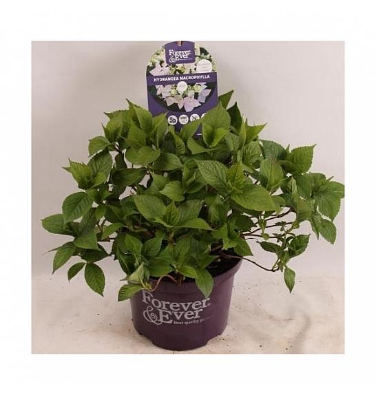 Hydrangea teller Forever&Ever® Pink C5 Lit. 30-40 cm