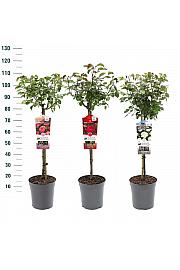 Rosa hybrid Mix Exclusive Collection C6 Lit. Na steblu 60 cm