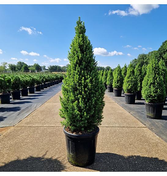Picea glauca conica Perfecta C18 Lit. 70-80 cm