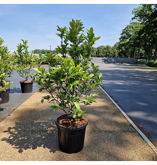 Magnolia Susan C20 Lit. 60-80 cm