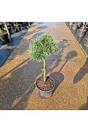 Pinus nigra Green Pearl® C8 Lit. Na steblu 40 cm