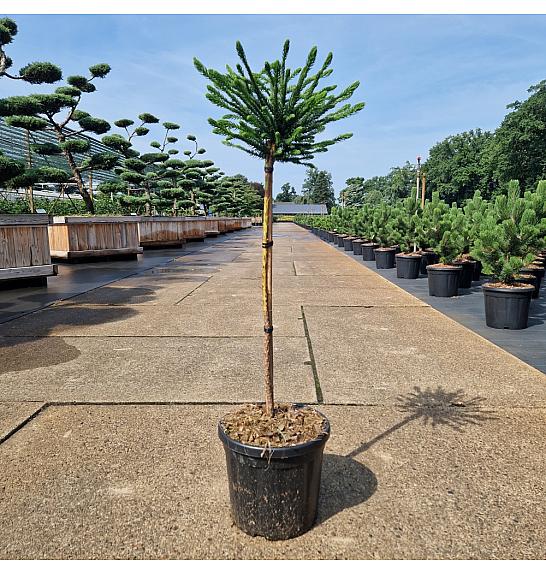 Cryptomeria japonica Dinger C8 Lit. Na steblu 60 cm