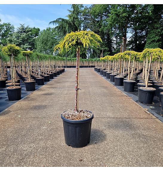 Juniperus communis Goldschatz new C15 Lit. Na steblu 60 cm