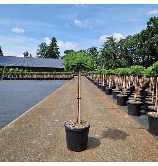 Juniperus procumbens Nana new C15 Lit. Na steblu 60 cm