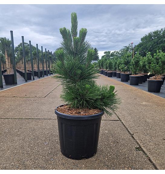 Pinus thunbergii Thunderhead C15 Lit. 60-70 cm