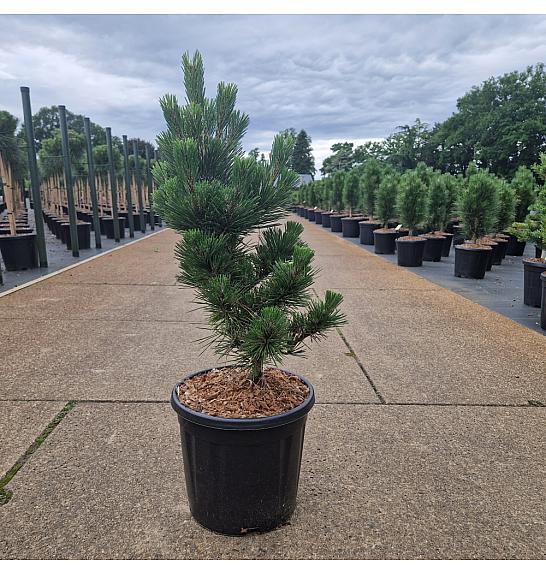 Pinus thunbergii Thunderhead C15 Lit. 40-50 cm