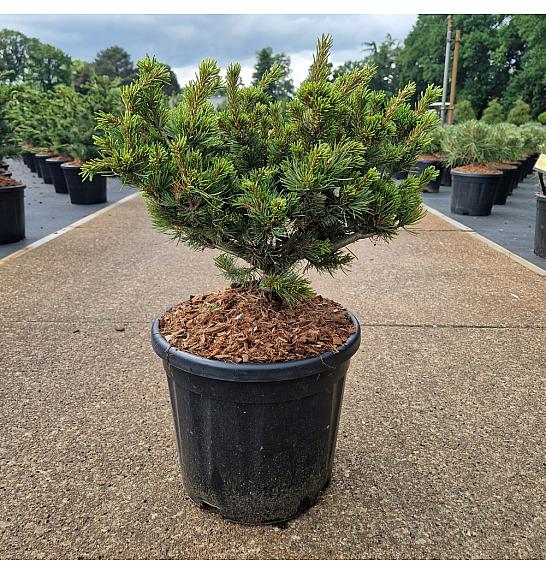 Pinus parviflora Kusu Dama C11 Lit. 30-40 cm