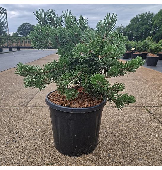 Pinus mugo Krauskopf C15 Lit. 50/+ cm