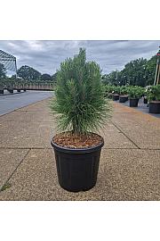 Pinus nigra Summer Breeze ® C11 Lit. 40/+ cm
