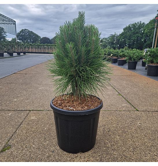 Pinus nigra Summer Breeze ® C11 Lit. 40/+ cm