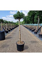 Pinus uncinata Wiel C8 Lit. Na steblu 60 cm