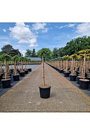 Juniperus communis Green Mantle new C15 Lit. Na steblu 80 cm