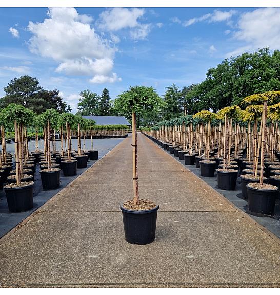 Juniperus communis Green Mantle new C15 Lit. Na steblu 80 cm