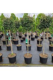 Syringa meyeri Dark Purple® C20 Lit. Na steblu 100 cm