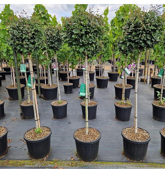 Syringa meyeri Dark Purple® C20 Lit. Na steblu 100 cm