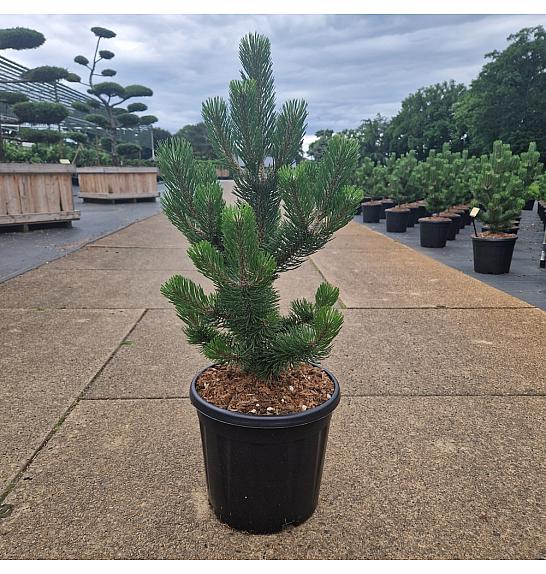 Pinus nigra Oregon Green C15 Lit. 60-70 cm