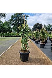 Callicarpa bodinieri Profusion C45 Lit. 140/+ cm