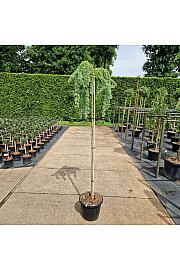 Larix kampferii Stiff Weeper C25 Lit. Na steblu 180 cm