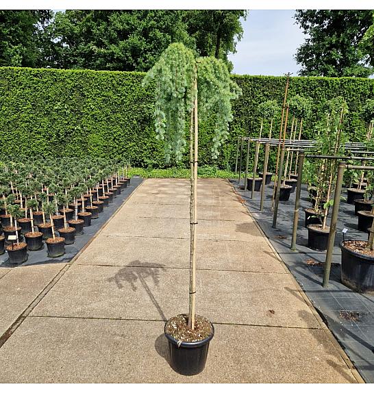 Larix kampferii Stiff Weeper C25 Lit. Na steblu 180 cm