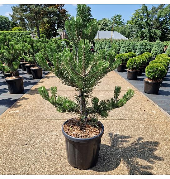 Pinus nigra Oregon Green C18 Lit. 70-80 cm