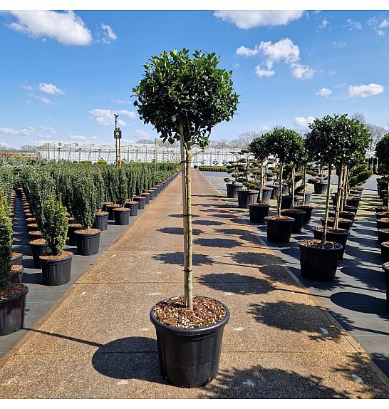 Ilex meserveae Blue Maid C35 Lit. Na steblu 80 cm Krošnja 50/+ cm