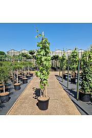 Vitis Bianca C45 Lit. 200/+ cm