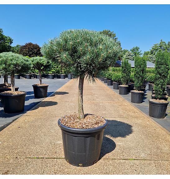 Pinus sylvestris Watereri C35 Lit. Na steblu 40 cm Krošnja 50 cm