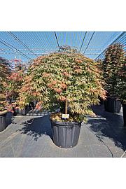 Acer palmatum Orangeola C80 Lit. Na steblu 80 cm