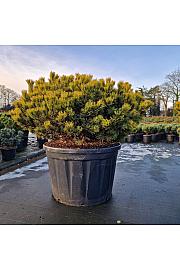 Pinus mugo Carsten's Wintergold C230 Lit. 120/+ cm Krogla