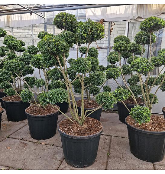 Ilex crenata Mutchagara C130 Lit. 125-150 cm Bonsai