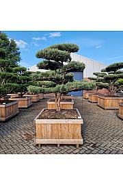 Pinus sylvestris Watereri Nr. 8 v lesenem koritu 110x110 cm; 190 cm; Krošnja 160-180 cm Bonsai