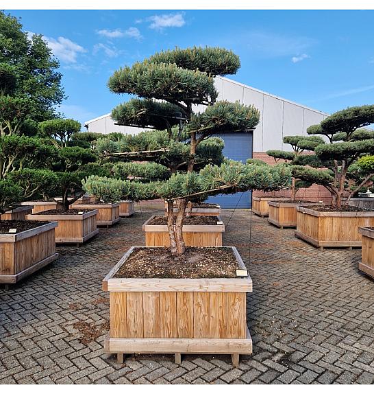 Pinus sylvestris Watereri Nr. 8 v lesenem koritu 110x110 cm; 190 cm; Krošnja 160-180 cm Bonsai