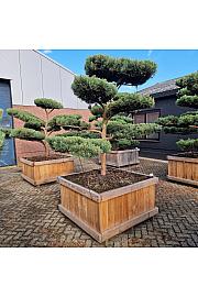Pinus sylvestris Watereri Nr. 4 v lesenem koritu 120x120 cm; 190 cm; Krošnja 200-240 cm Bonsai
