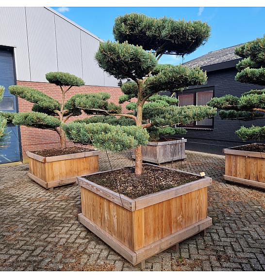 Pinus sylvestris Watereri Nr. 4 v lesenem koritu 120x120 cm; 190 cm; Krošnja 200-240 cm Bonsai