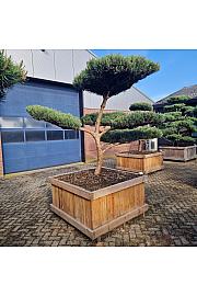 Pinus sylvestris Watereri Nr. 9 v lesenem koritu 125x125 cm; 200 cm; Krošnja 180-250 cm Bonsai