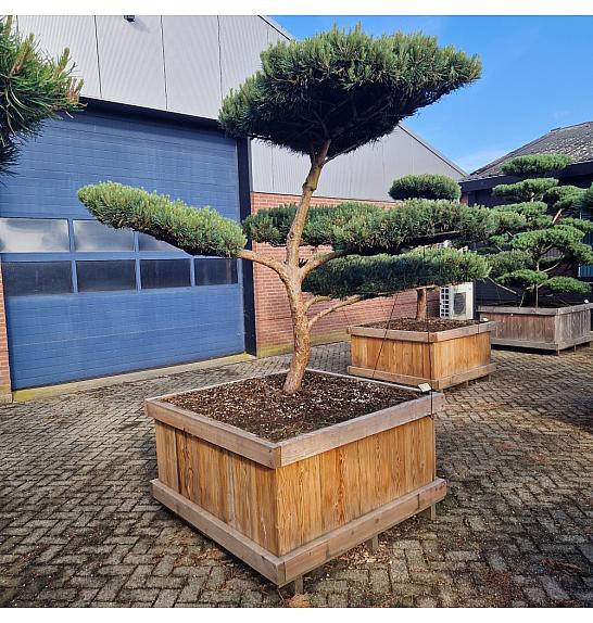 Pinus sylvestris Watereri Nr. 9 v lesenem koritu 125x125 cm; 200 cm; Krošnja 180-250 cm Bonsai